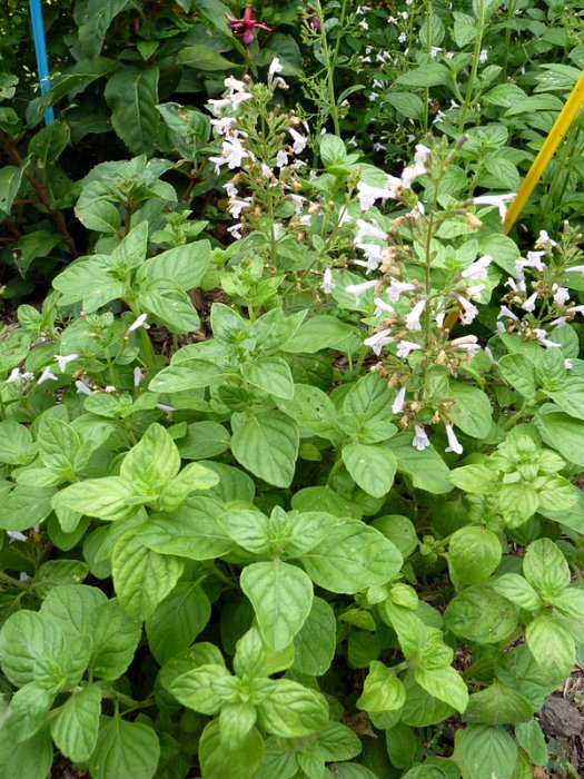 Calamintha nepeta